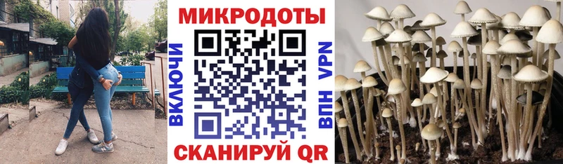 Псилоцибиновые грибы Cubensis МЕГА Тобольск