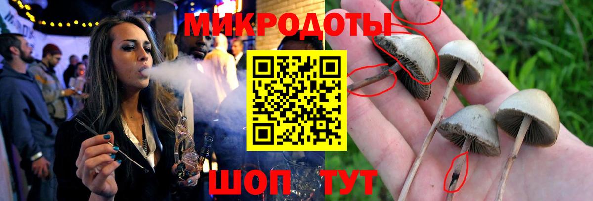 Псилоцибиновые грибы Psilocybe Тобольск